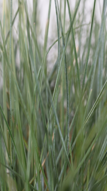 Festuca glauca